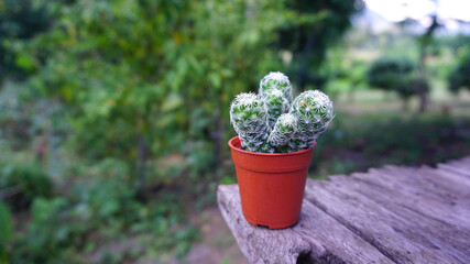 White spiny cactus in an orange pot placed on an old wooden floor with blurred background, taken from the garden.