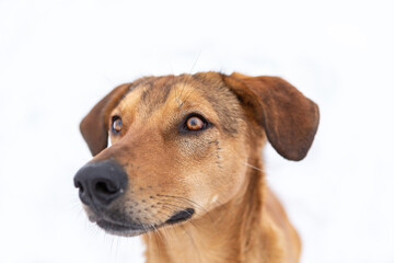 A cute brown dog looking attentive. Portrait of a dog on white background