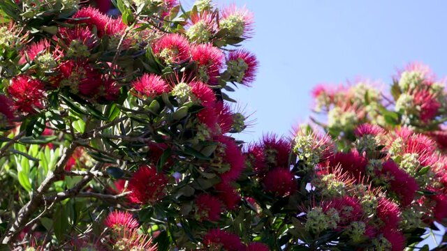 Red wattlebird eating nectar from Pohutakawa tree flowers on sunny day