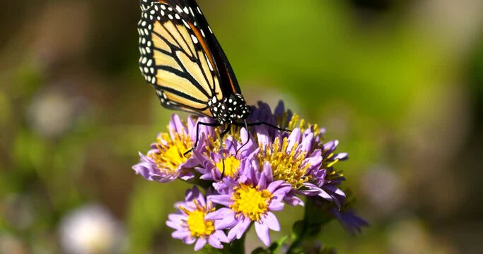 monarch butterfly collects pollen on butterfly bunch as it migrates south