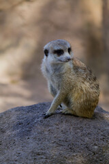 Fototapeta premium suricata 