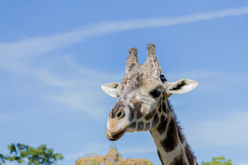 Naklejka premium jirafa 