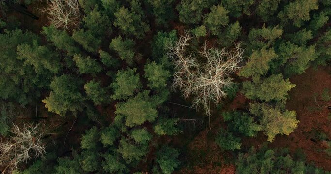 Quadcopter is flying over the forest, the green tops of the trees are visible from the air. Tall trunks of pines and firs, fallen leaves and pine needles on the ground. Aerial view. 4k, ProRes
