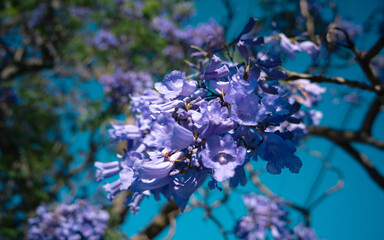 Jacaranda tree