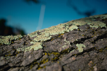 Lichen on a tree