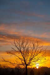 A beautiful tree whit sunrise