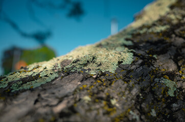 Lichen on a tree