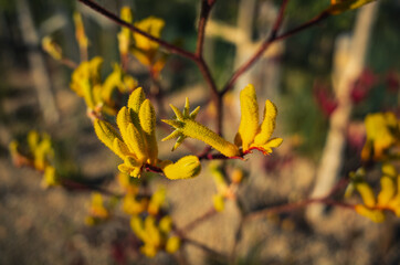 Yellow kangaroo paw flower