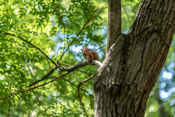 Cute squirrel on tree in the park