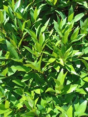 Green leaves background, syzygium paniculatum