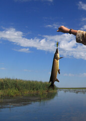 Caught in a wobbler (spoon-bait) pike, in the summer in the delta of the Volga. Astrakhan region....