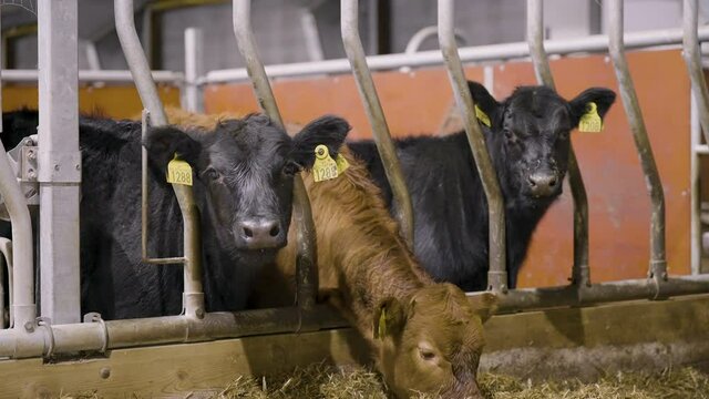 Curious young beef cattle standing in pen over feed trough wearing ear tags