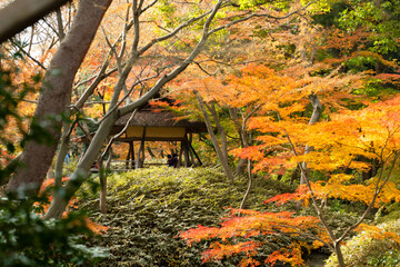 六義園　つつじ茶屋紅葉