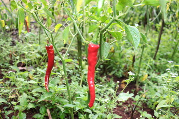 Red Indian chilies in its green plant shot during morning with mist.