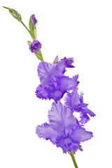 single bright lilac gladiolus flower