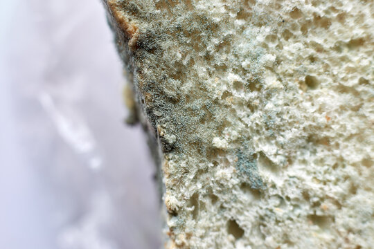 "Mold Bread" Images – Browse 23 Stock Photos, Vectors, and Video ...