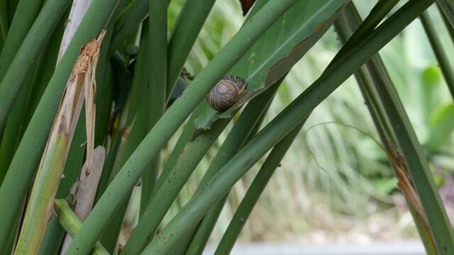 Snail Hiding in The Garden from Predictors 
