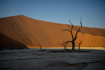 Fototapeta na wymiar Trees of Deadvlei, Namib Desert, Namibia