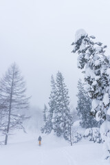 山スキー　シール登高