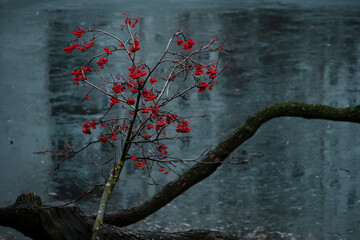 Rowan and tree branches against the background of the pond