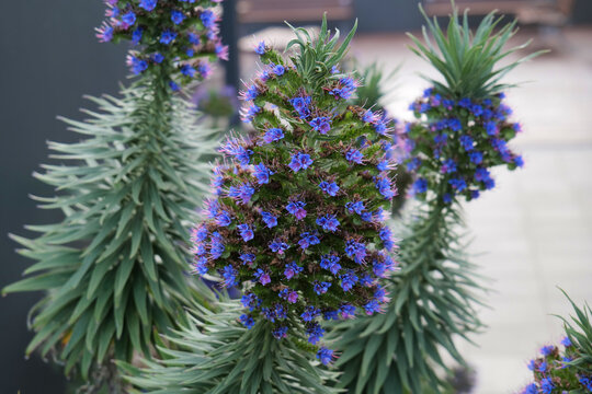 Desert Flower Blooming Home Garden 