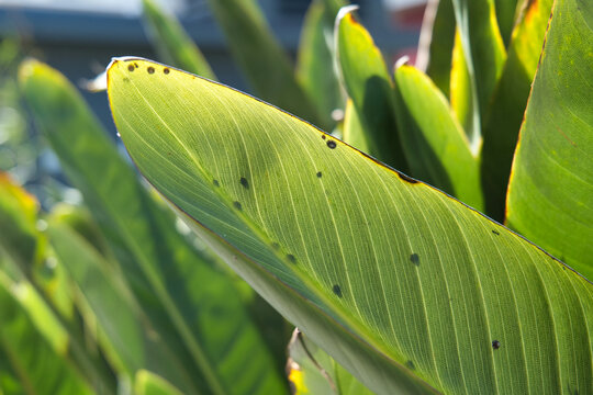 Sun Rays Hitting a Leaf Desktop Background
