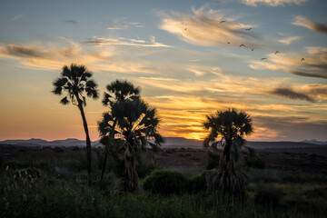Fototapeta na wymiar Palms of Palmwag, Namibia
