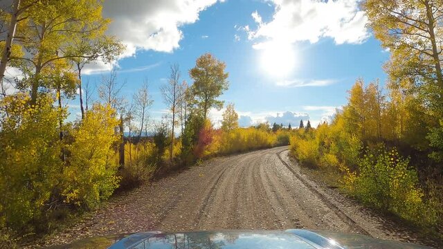 Majestic golden bushes and trees in forestry area on sunny day, drive POV shot