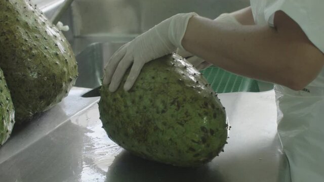 soursop peeling process fruit pulp factory