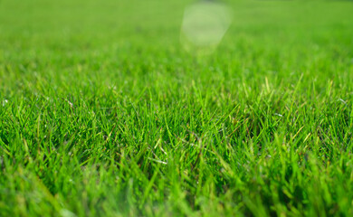 fresh green grass in spring. Greenery in sun. Abstract natural background.