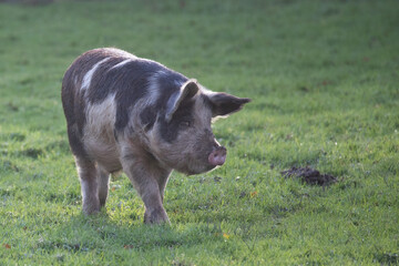 pig in a field