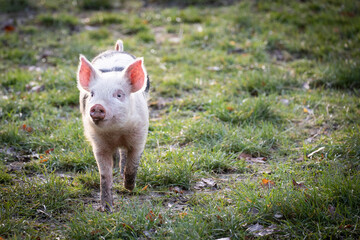 happy pig