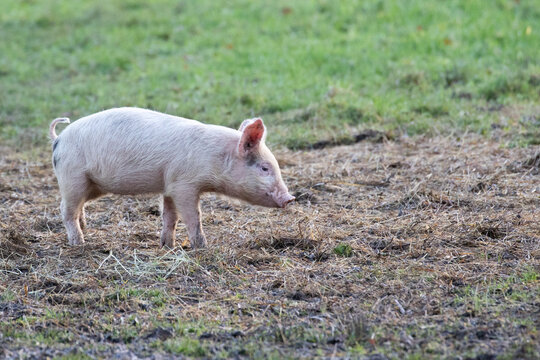 pig in a field 