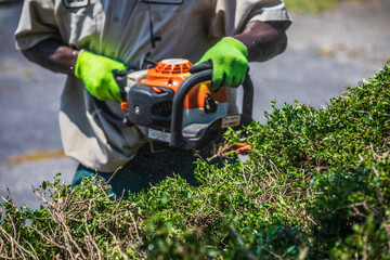 A professional lawn care worker using a gas-powered hedge trimmer tool to prune a holly bush in a...