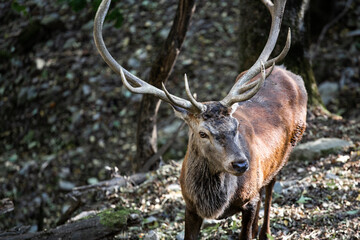 Brown male noble deer with big horns in captivity wildlife reserve