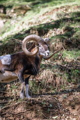 Wild mountain goat portrait wth big horns on a mountain