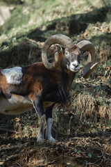 Wild brown goat with big horns male portrait climbing a mountain