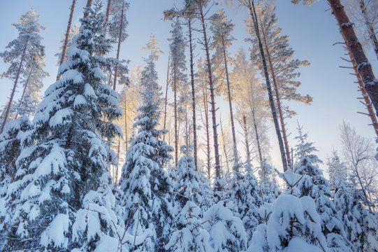 Winter forest in frosty weather. the trees are covered with snow and frost.