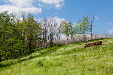 Fototapeta na wymiar Idyllic springtime green nature . Pile of logs on the green hill