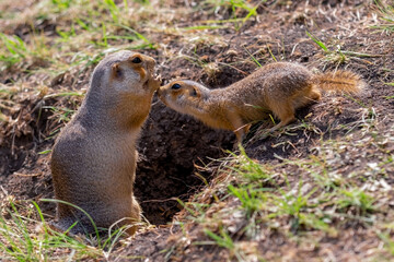 Wild gopher in natural environment. Mother and baby gophers.