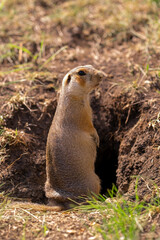 Naklejka na ściany i meble Wild gopher in natural environment. The gopher stands guard near the burrow.