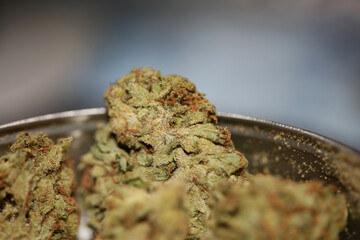 Cannabis indica big bud family cannabaceae close up modern background high quality big size prints