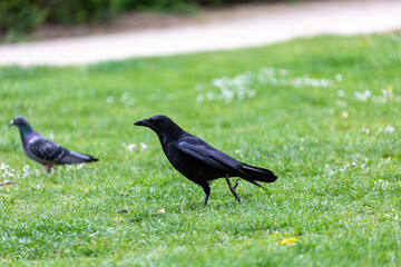 Crow walking on grass field in a park