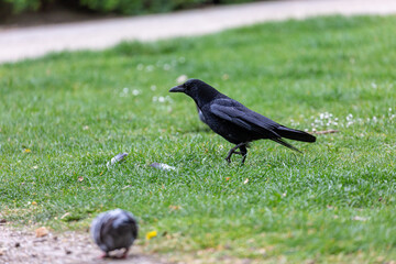 Crow walking on grass field in a park