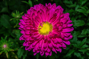 Fototapeta premium Beautiful pink astra (Latin: Aster) close up. Flower on background green leaves. Soft selective focus.