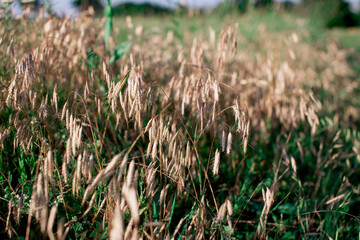Annual plants roofing. Oats field.