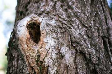 Fototapeta premium Wooden bark close up. Pattern and texture.