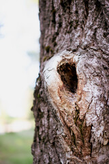 Fototapeta premium Wooden bark close up. Pattern and texture.