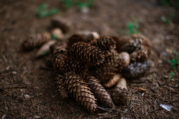 Close-up of pine cones lying on the ground.