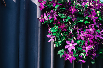 Blooming clematis. Purple flower with green leaves.